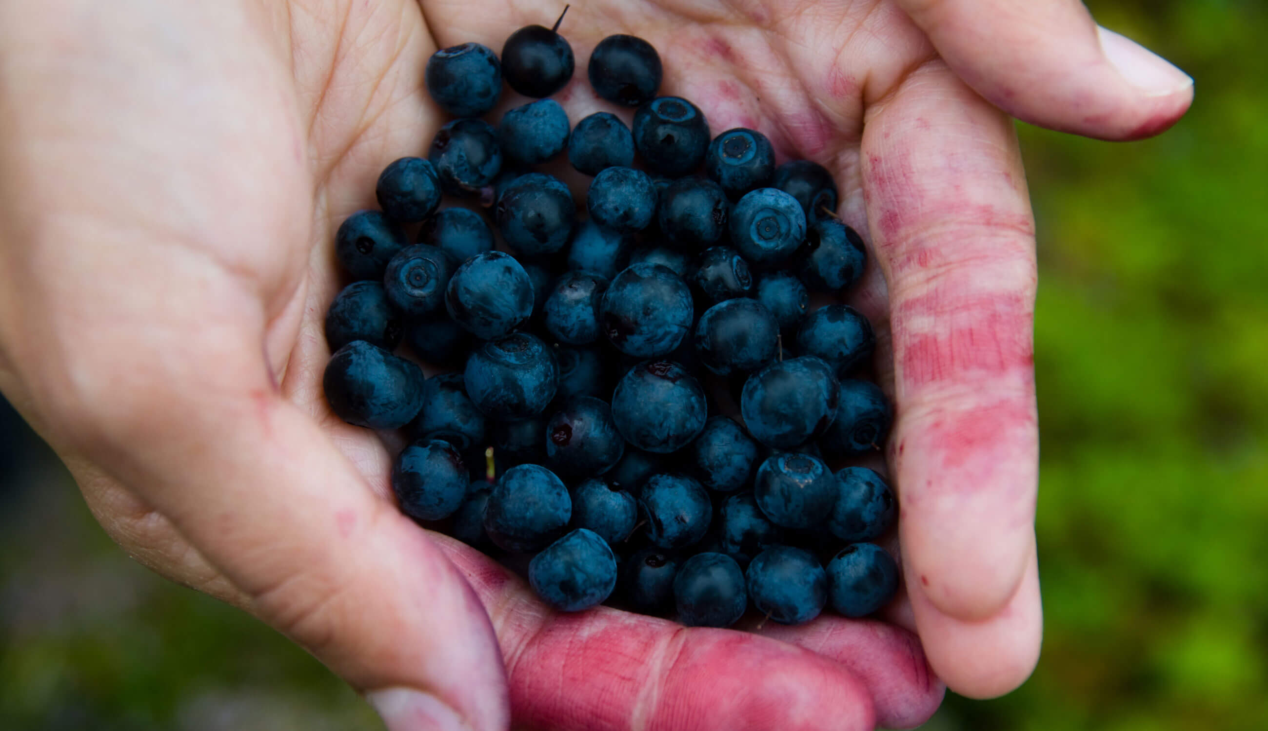 berry fruit pigments on hands