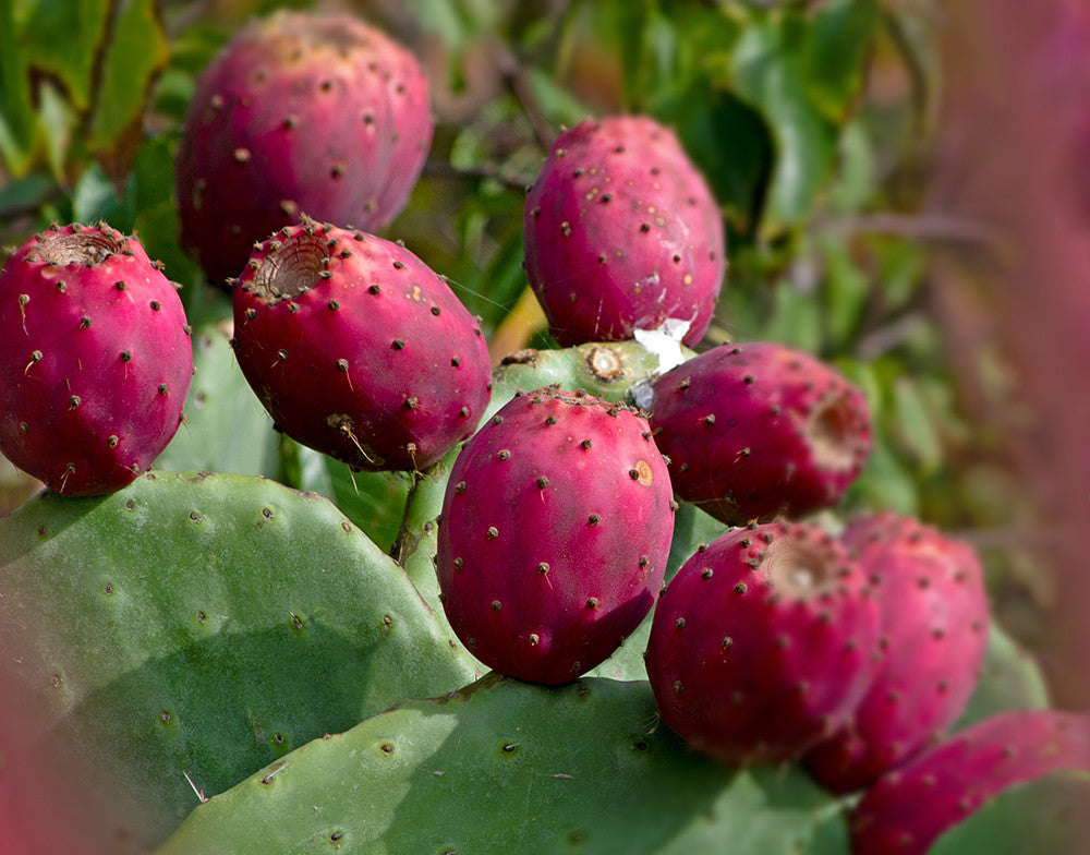 prickly pear