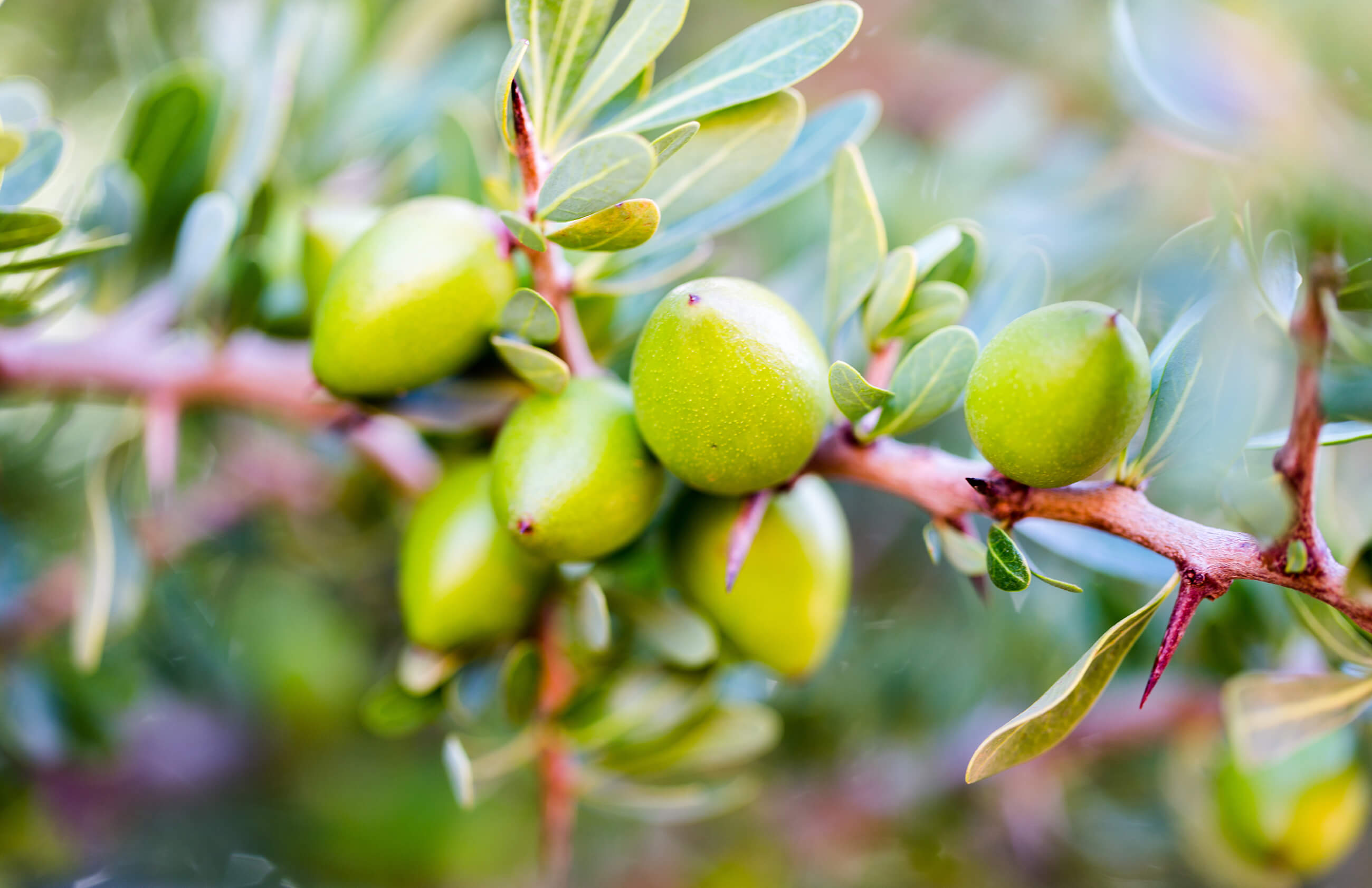 argan tree branch