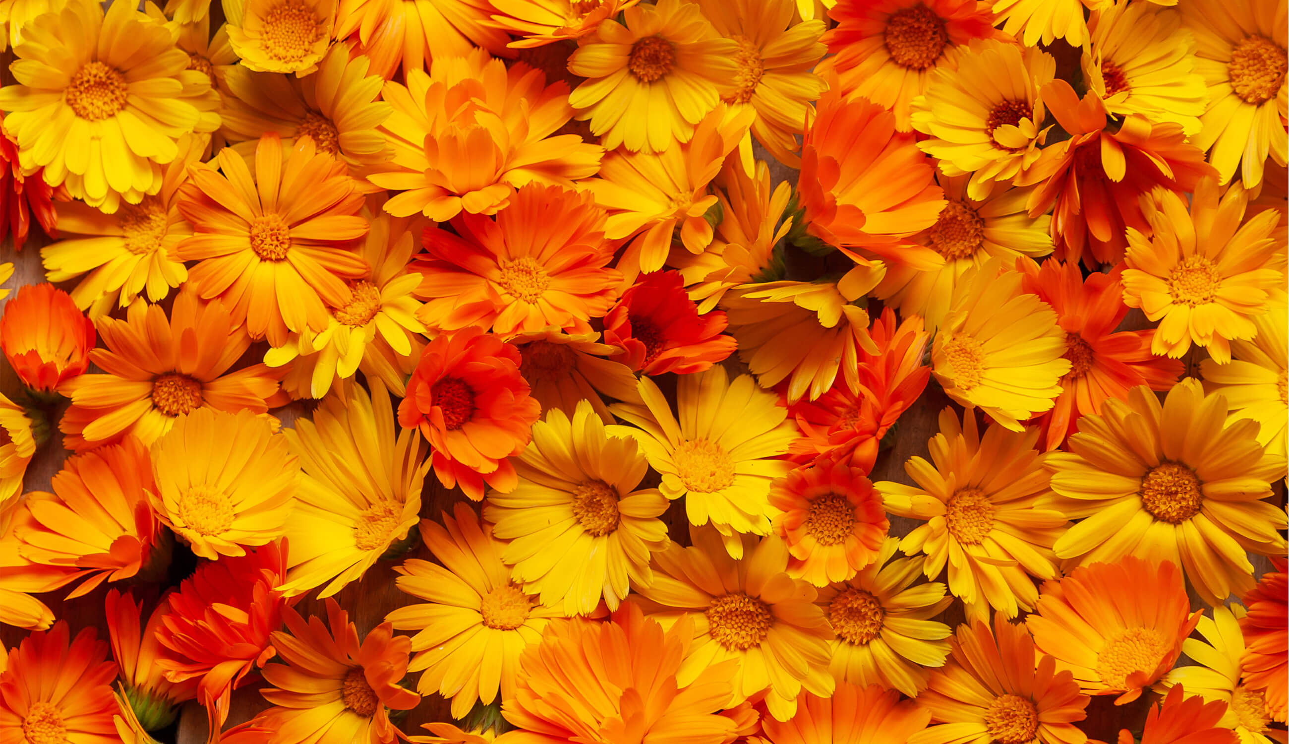 calendula.jpg