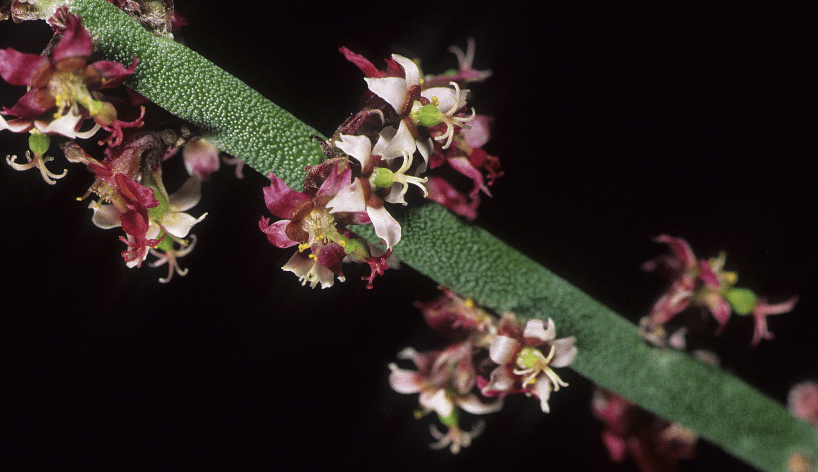 Candelilla