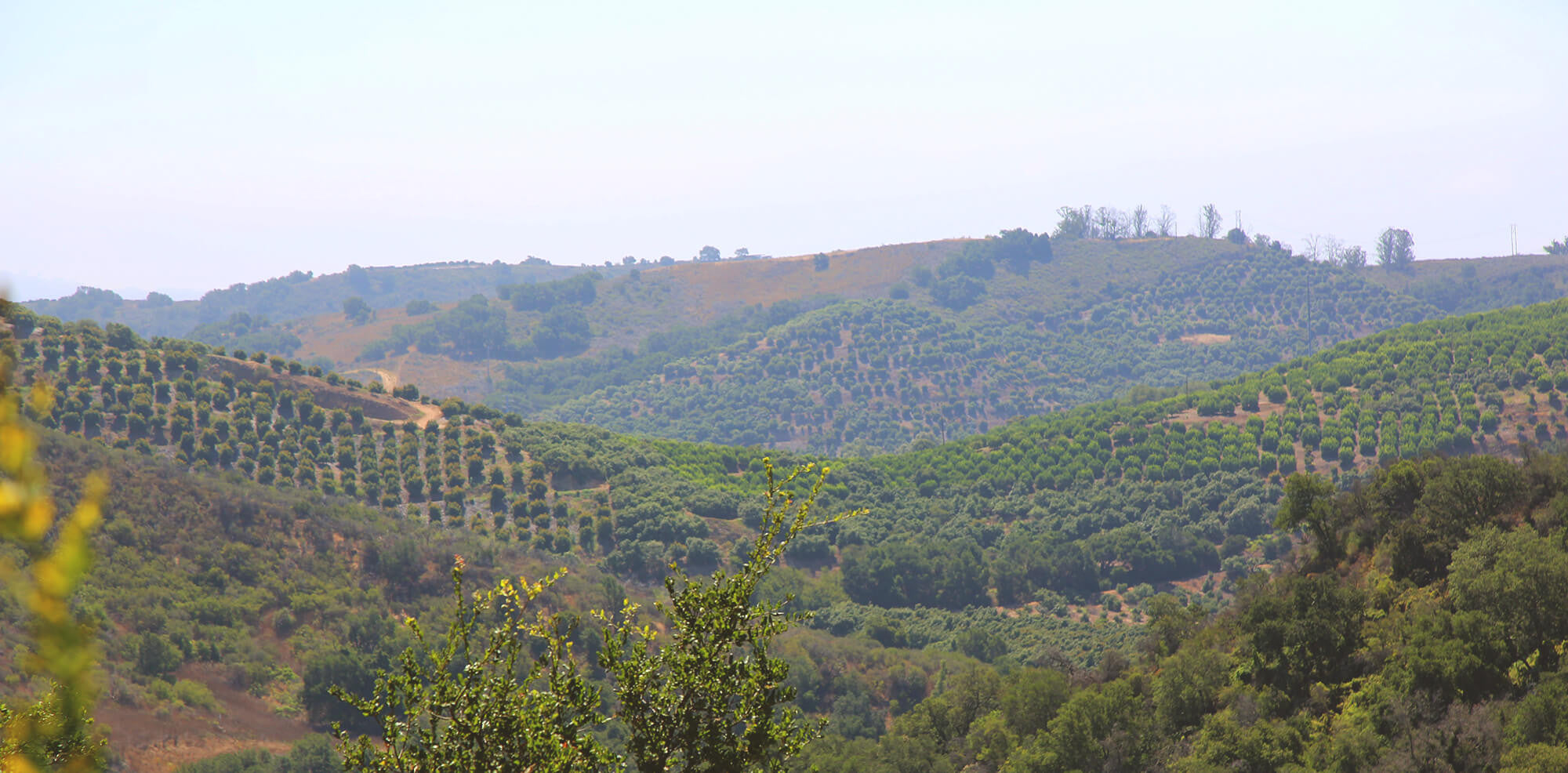 coffee bean hills