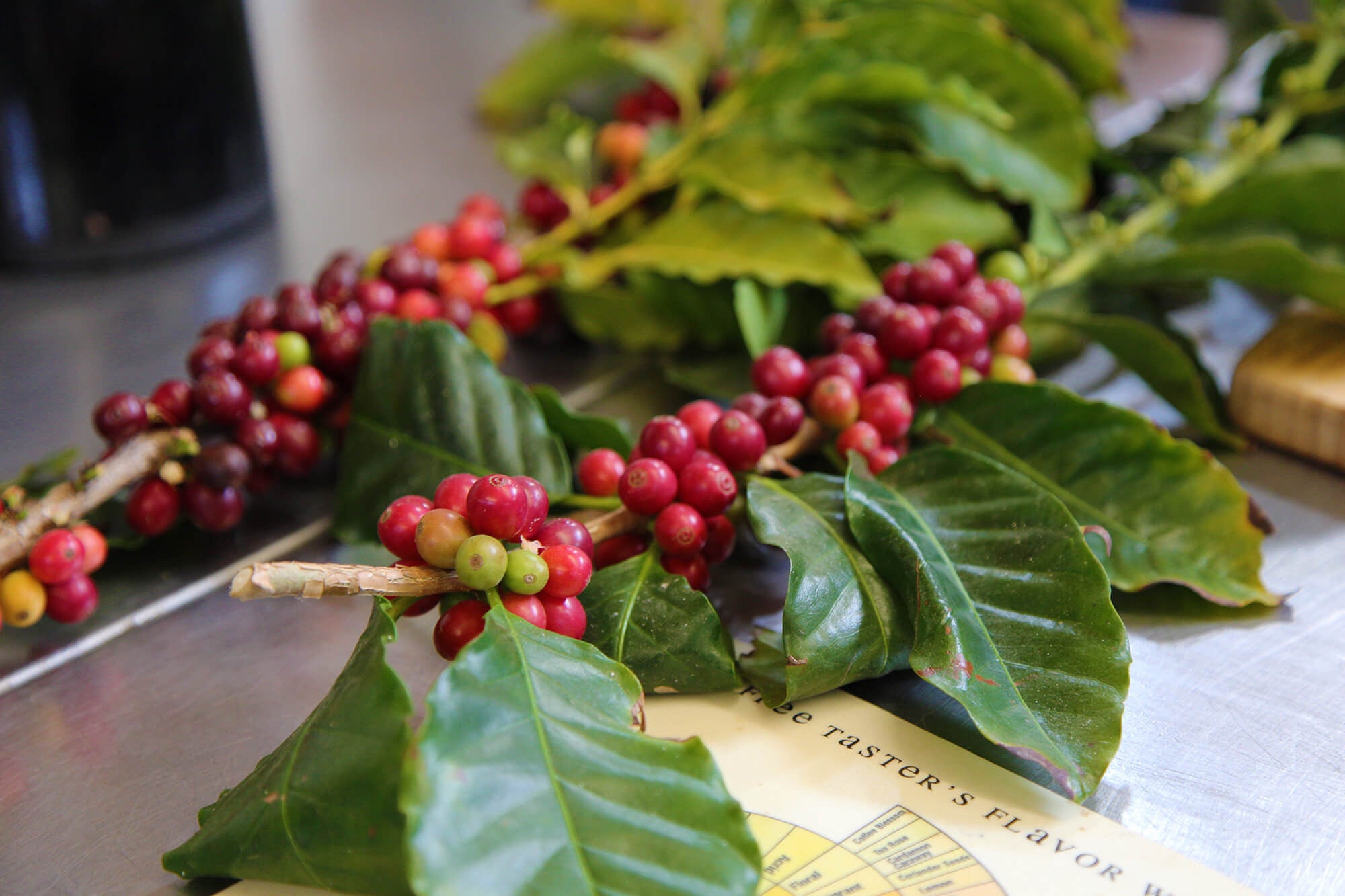 coffee bean plant branch