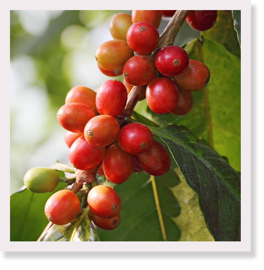 coffee cherries