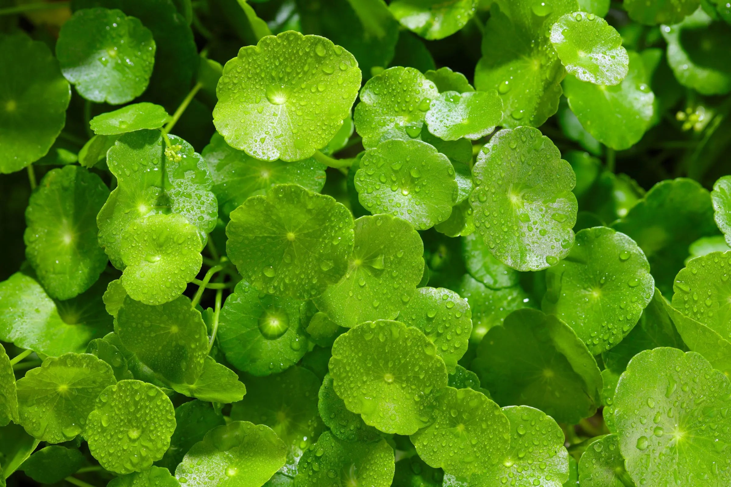 cover-photo-centella-asiatica-is-the-hype-real-or-just-another-trend