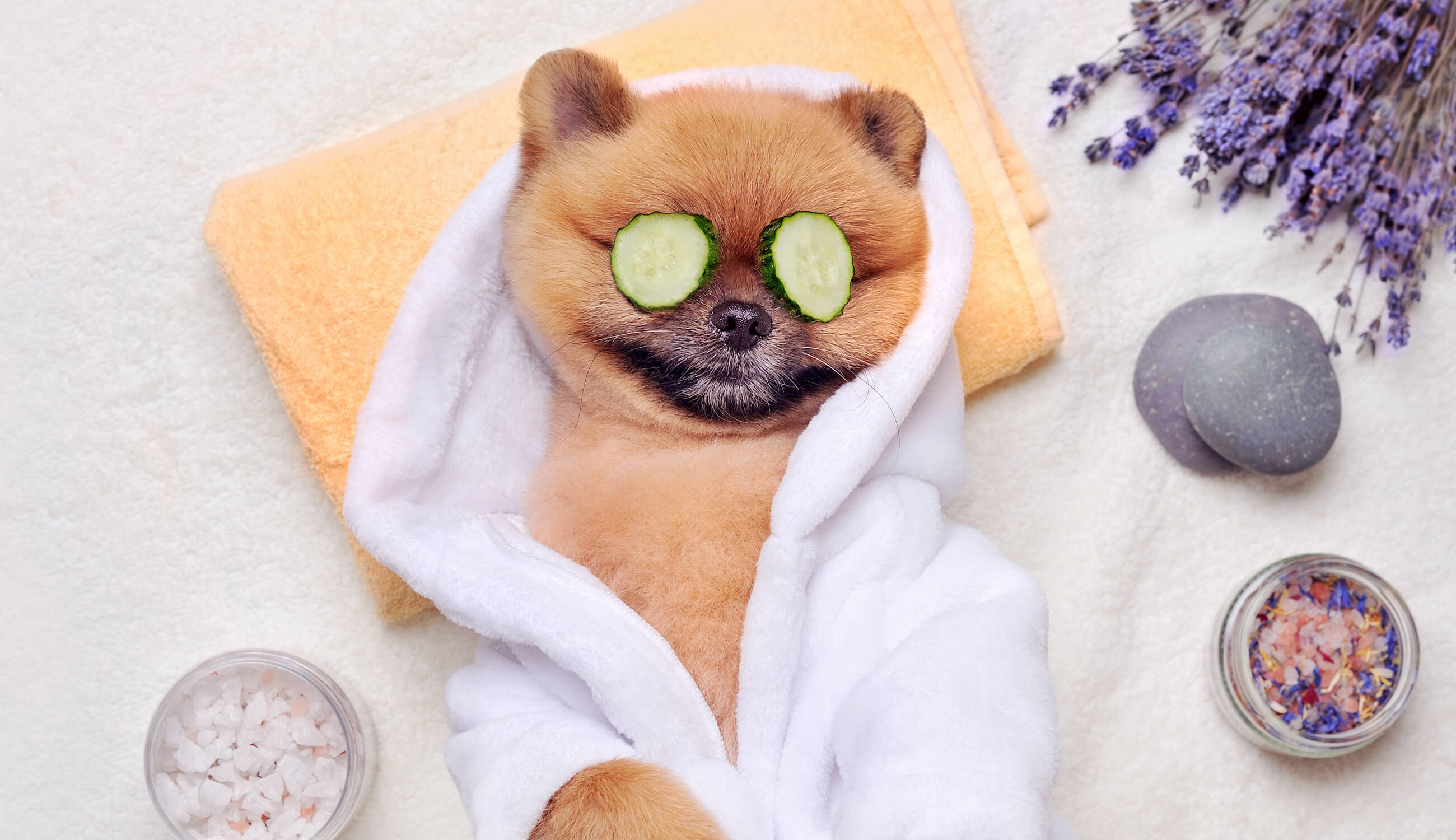 cute dog in bed–spa.jpg