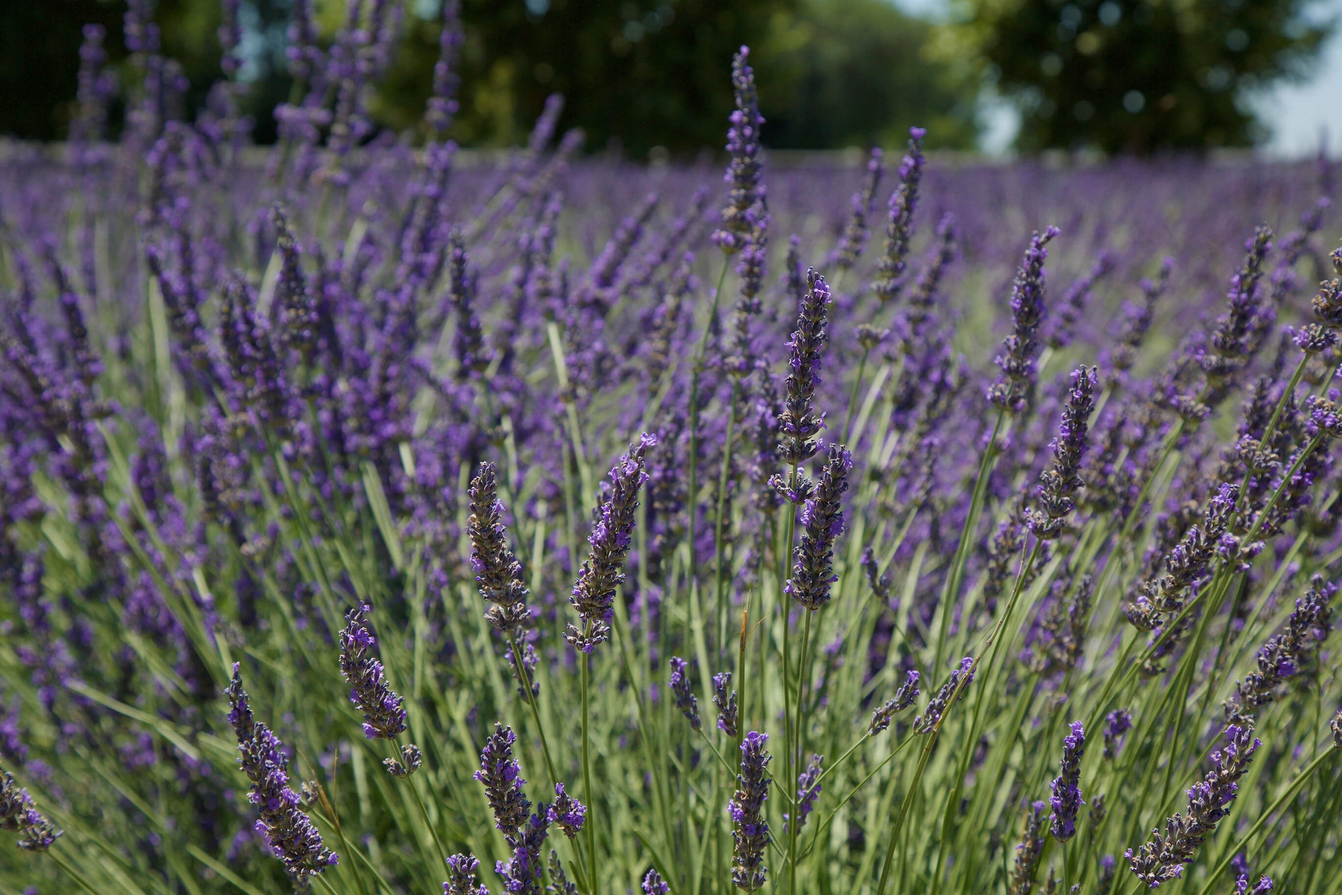 french lavender field