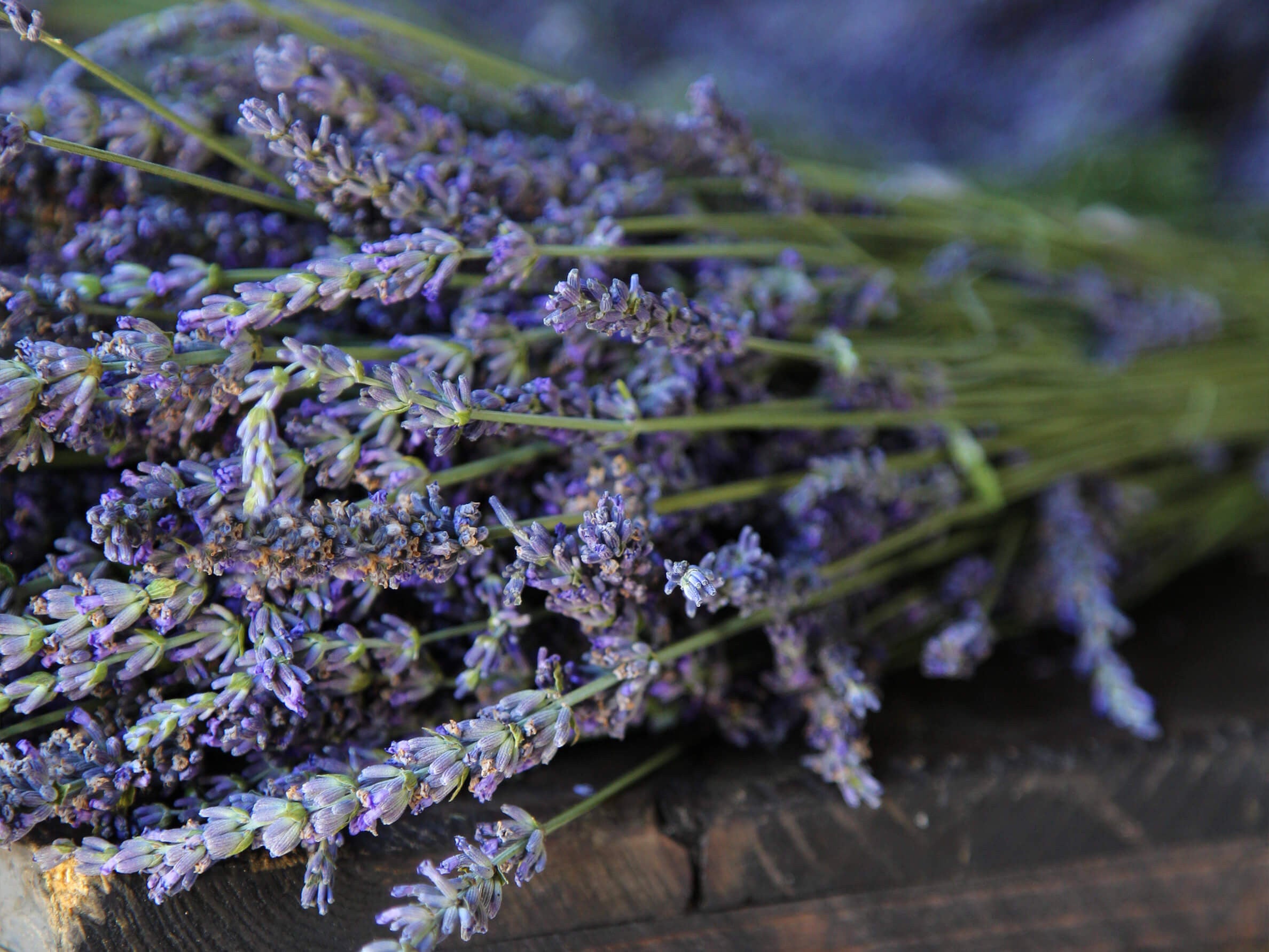 lavender buds