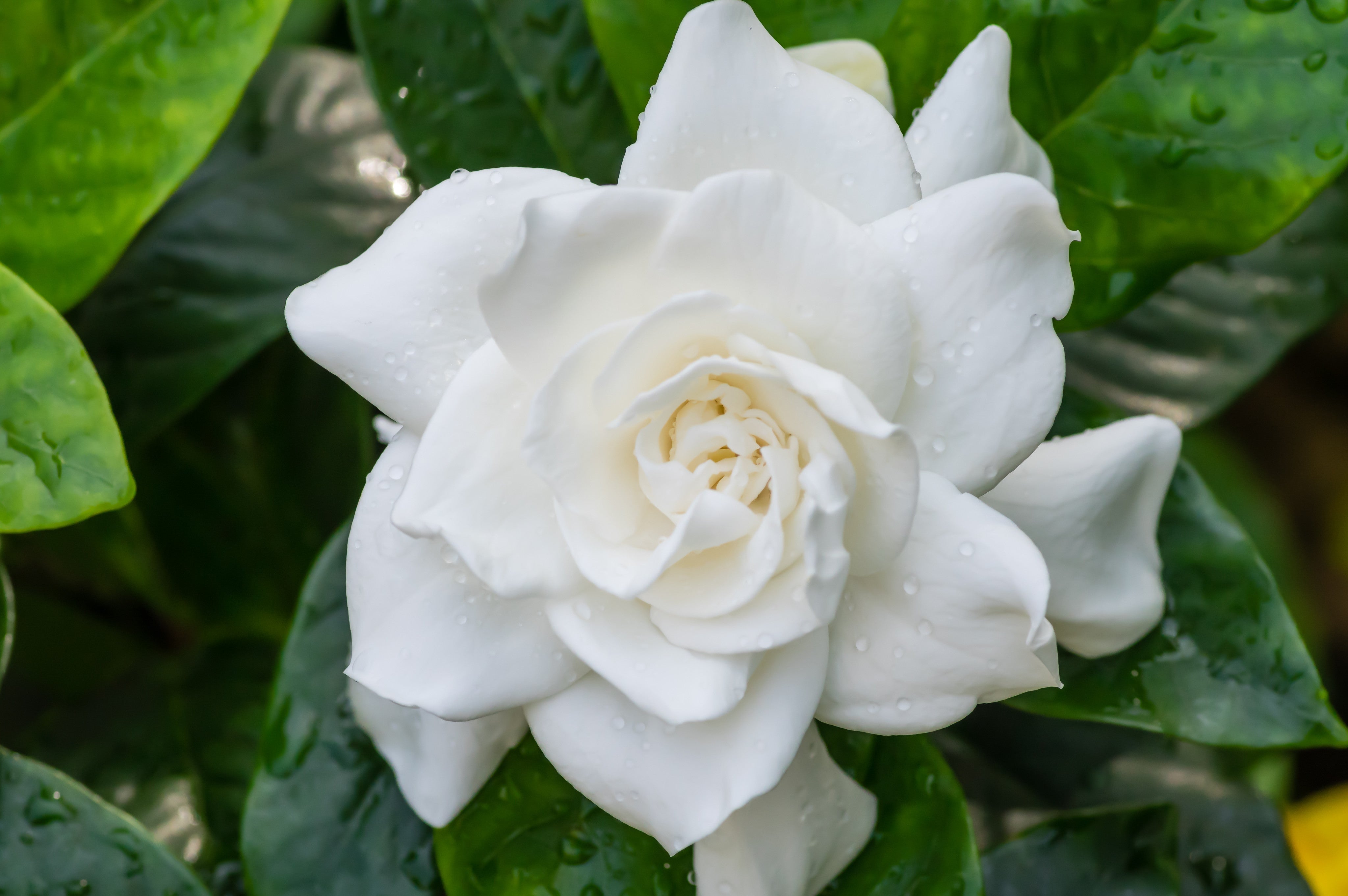 Gardenia Plant