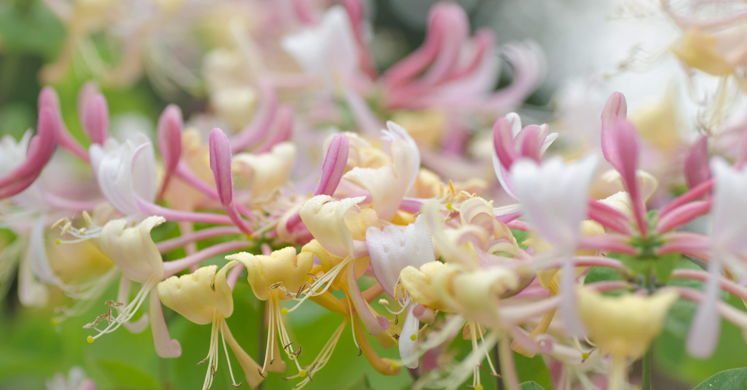 Honeysuckle