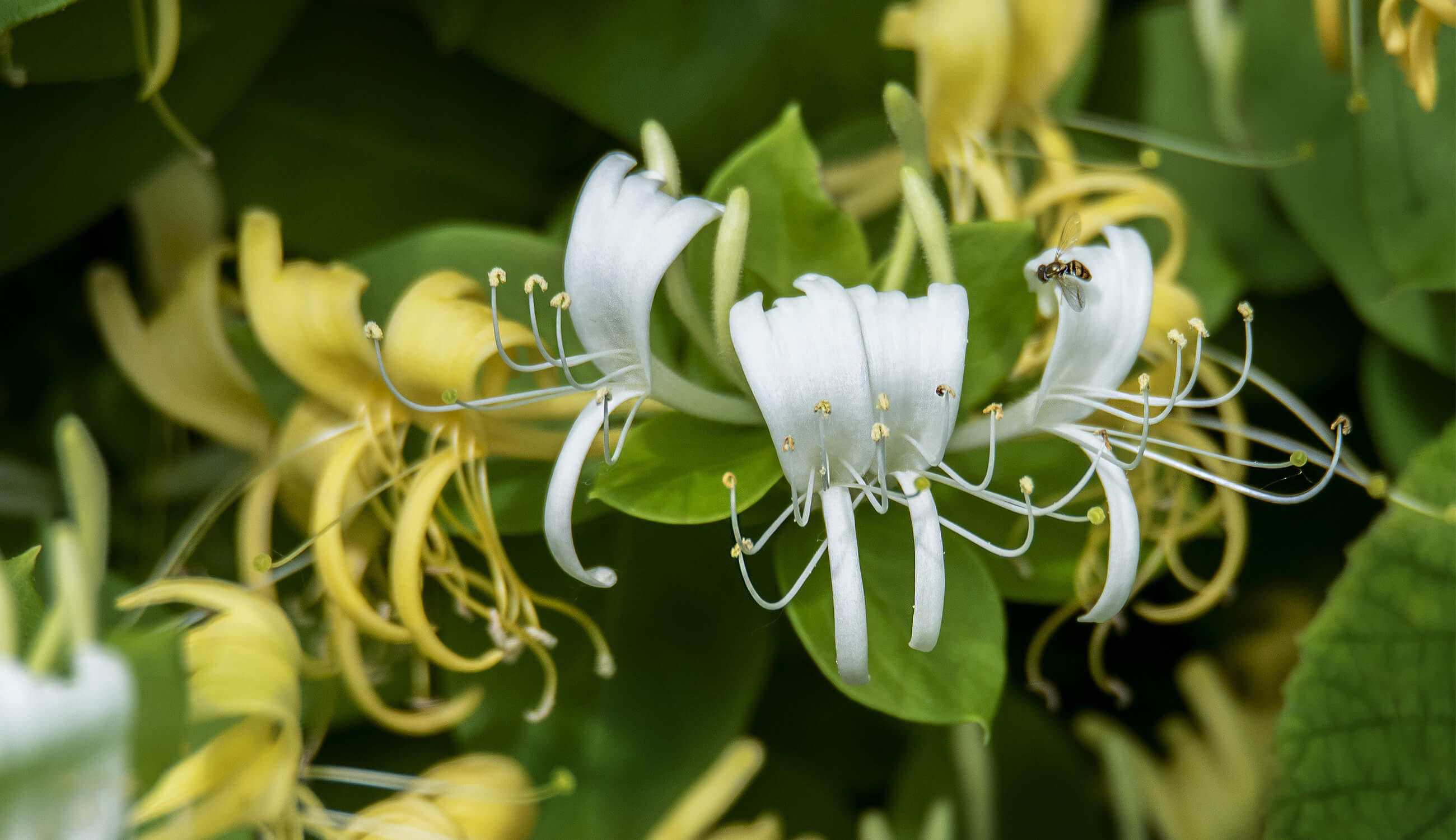 honeysuckle_flower