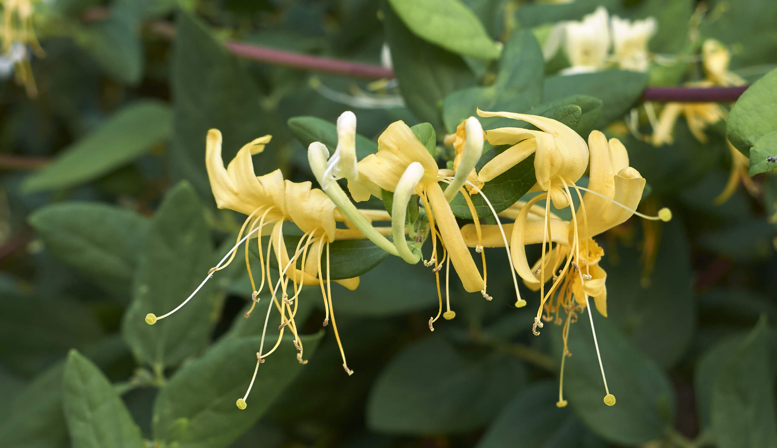 japanese honeysuckle