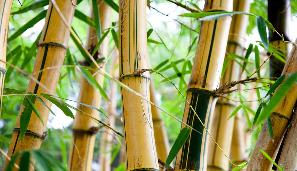 bamboo.jpg