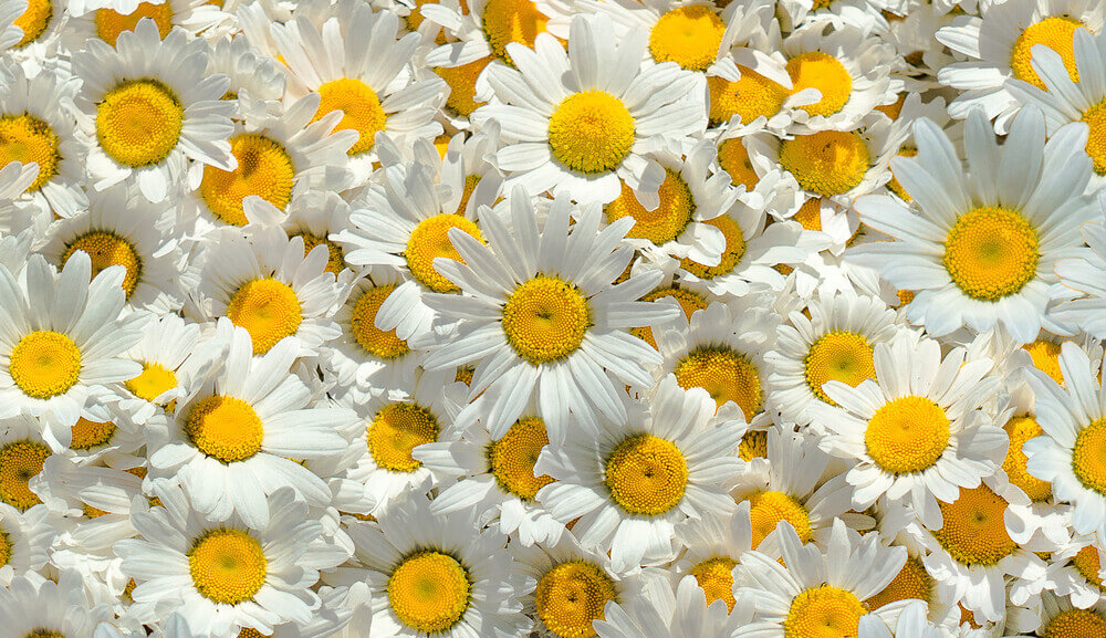Chamomile Flowers for essential oils