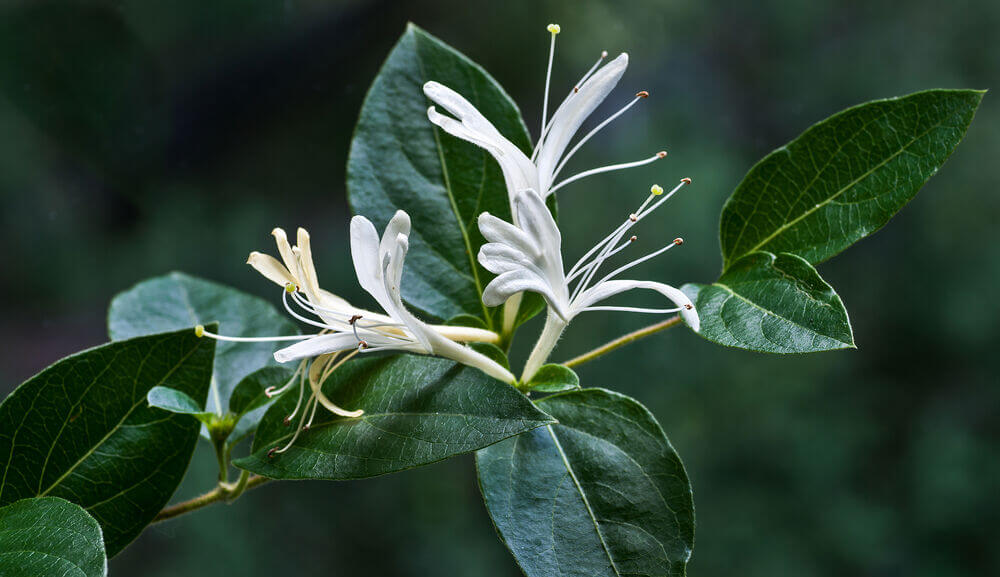 Japanese_honeysuckle