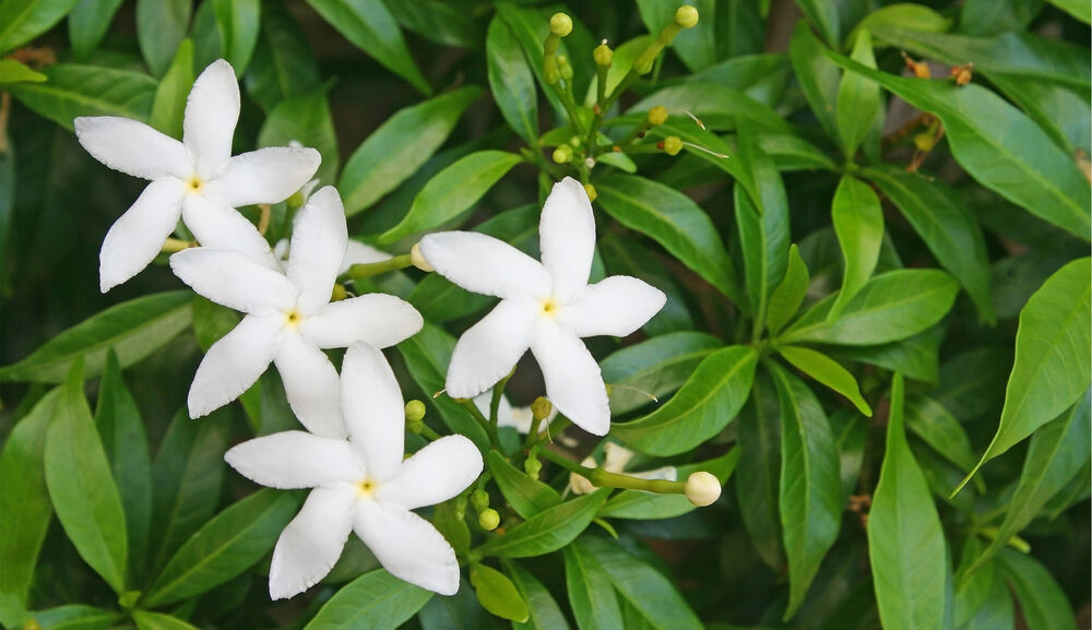 White Sampaguita Jasmine Flowers.jpg
