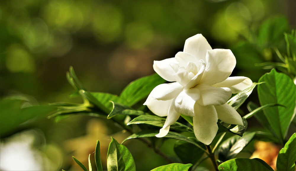 Botanical scent.jpg