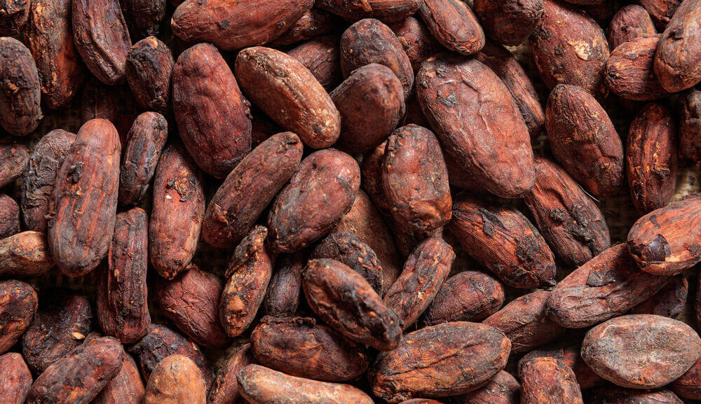 cacao seeds.jpg