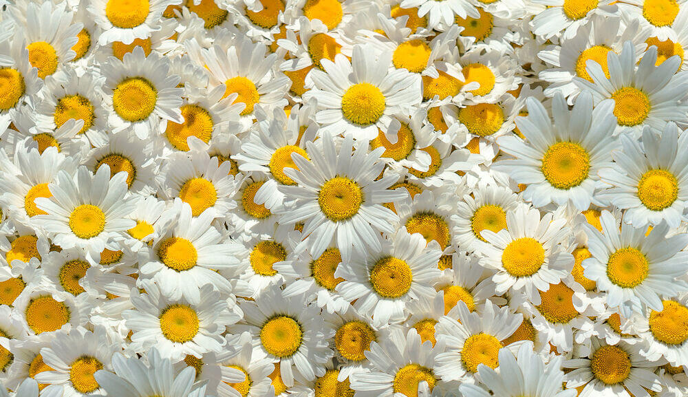 chamomile.jpg