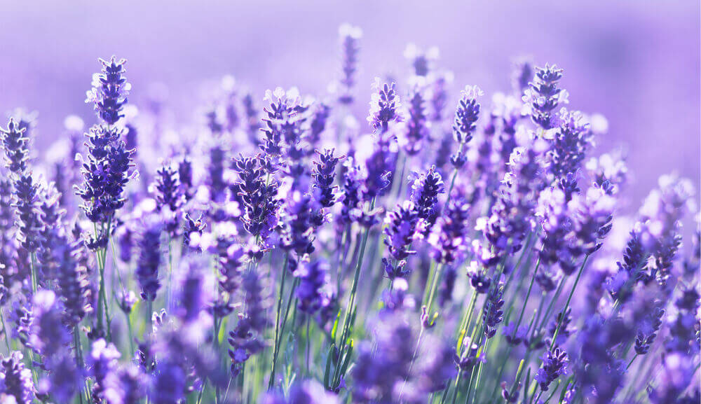 lavender.jpg