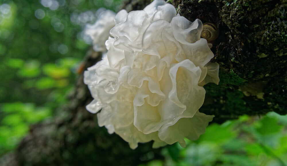 Main_Chinese gelatinous fungi.jpg