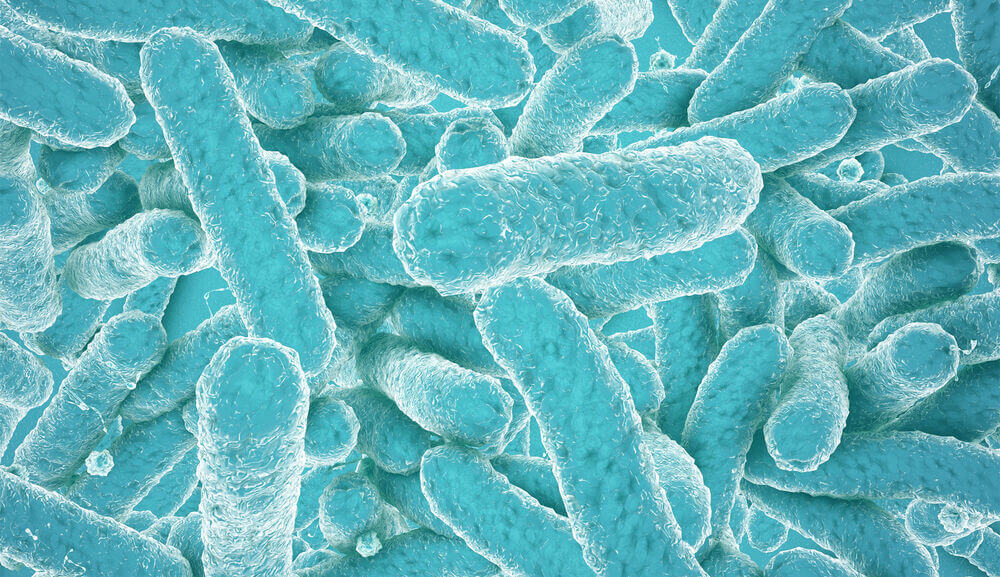 Main_blue bacteria.jpg