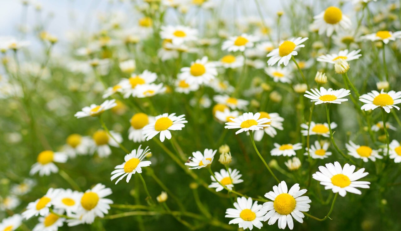 Main_chamomile flowers.com