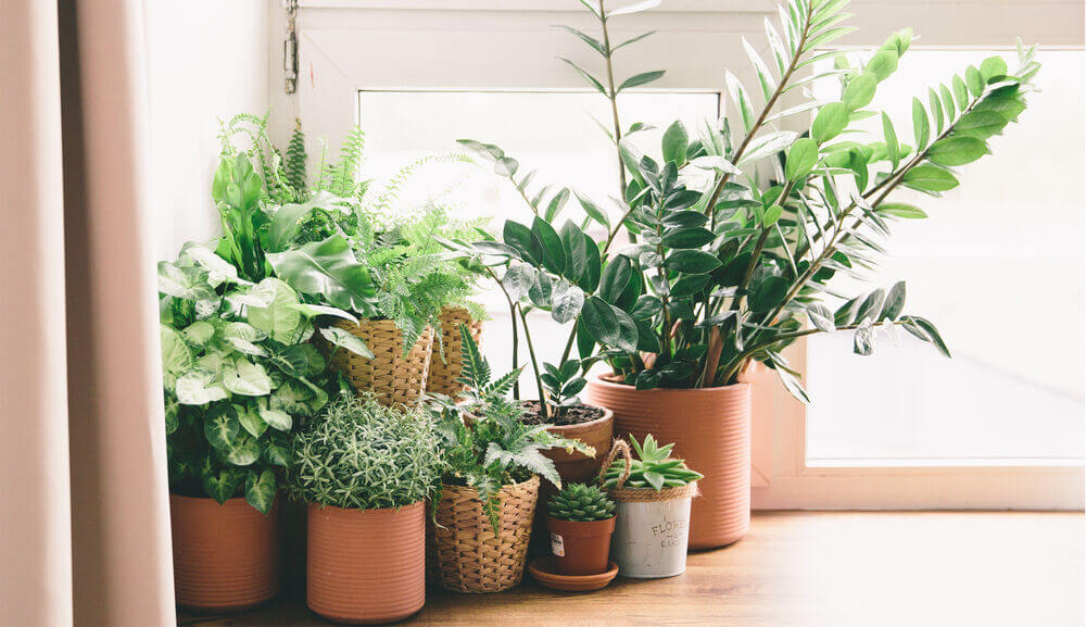 Main_indoor plants.jpg