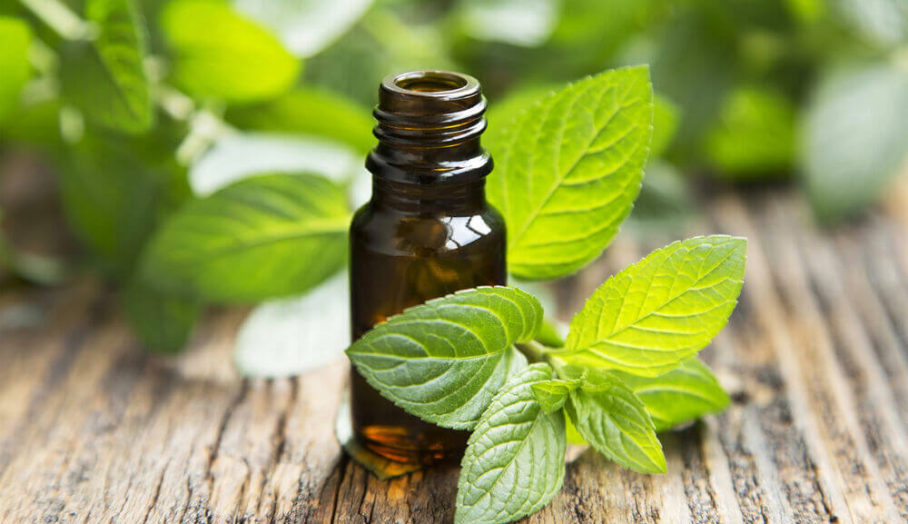 main_peppermint essential oil