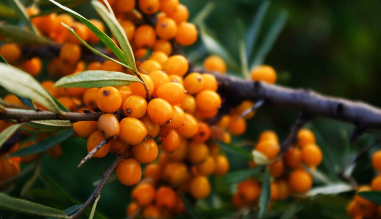 main_sea buckthorn.jpg