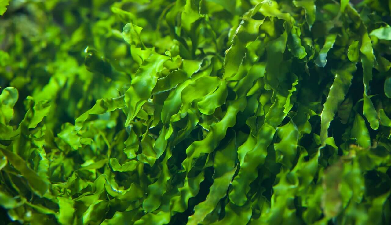 main_seaweed textures.jpg