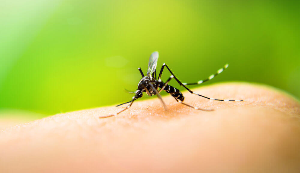 Mosquito on skin.jpg