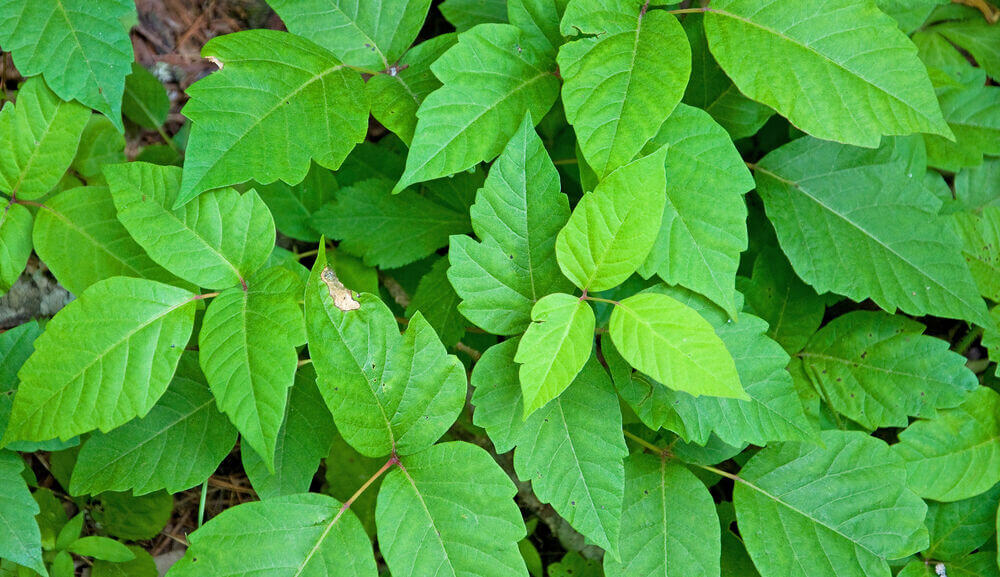 poison ivy plant.jpg