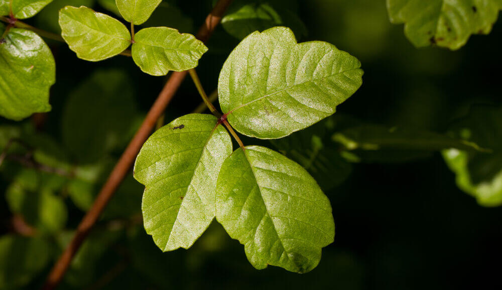 poison oak plant.jpg