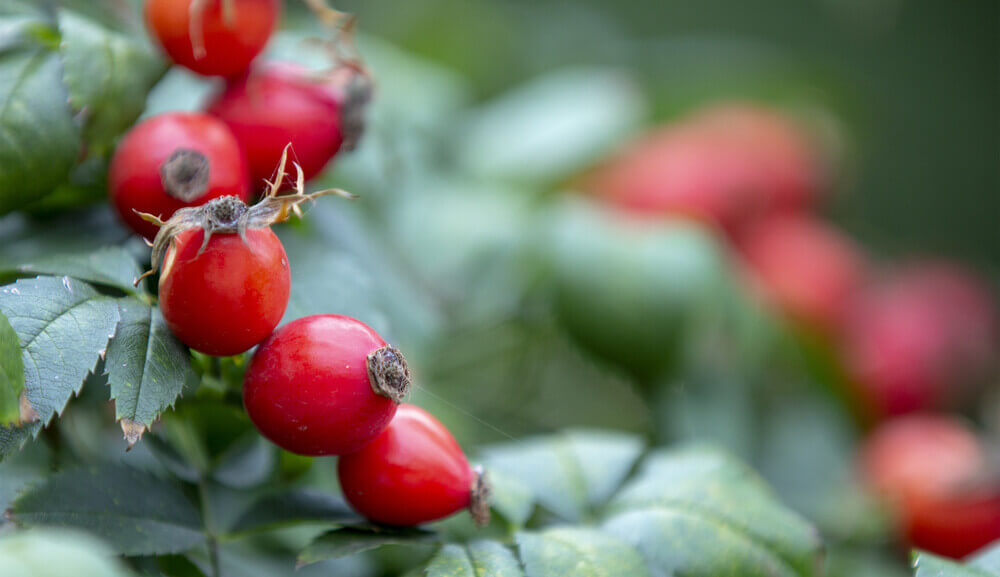 Rosehip plant.jpg