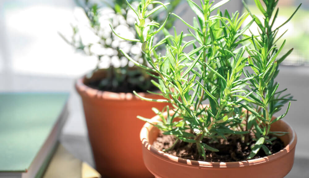 Rosemary Plant.jpg