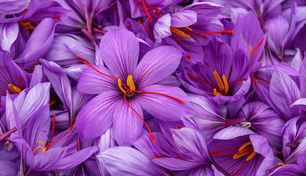 Saffron flowers.jpg