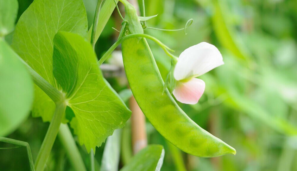 Snow pea peptide.jpg