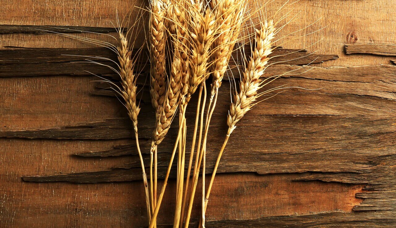 Wheat stalks.com