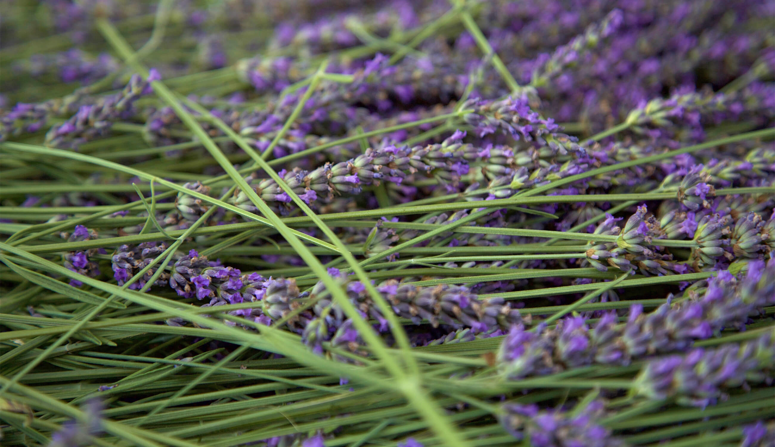 Main Lavender