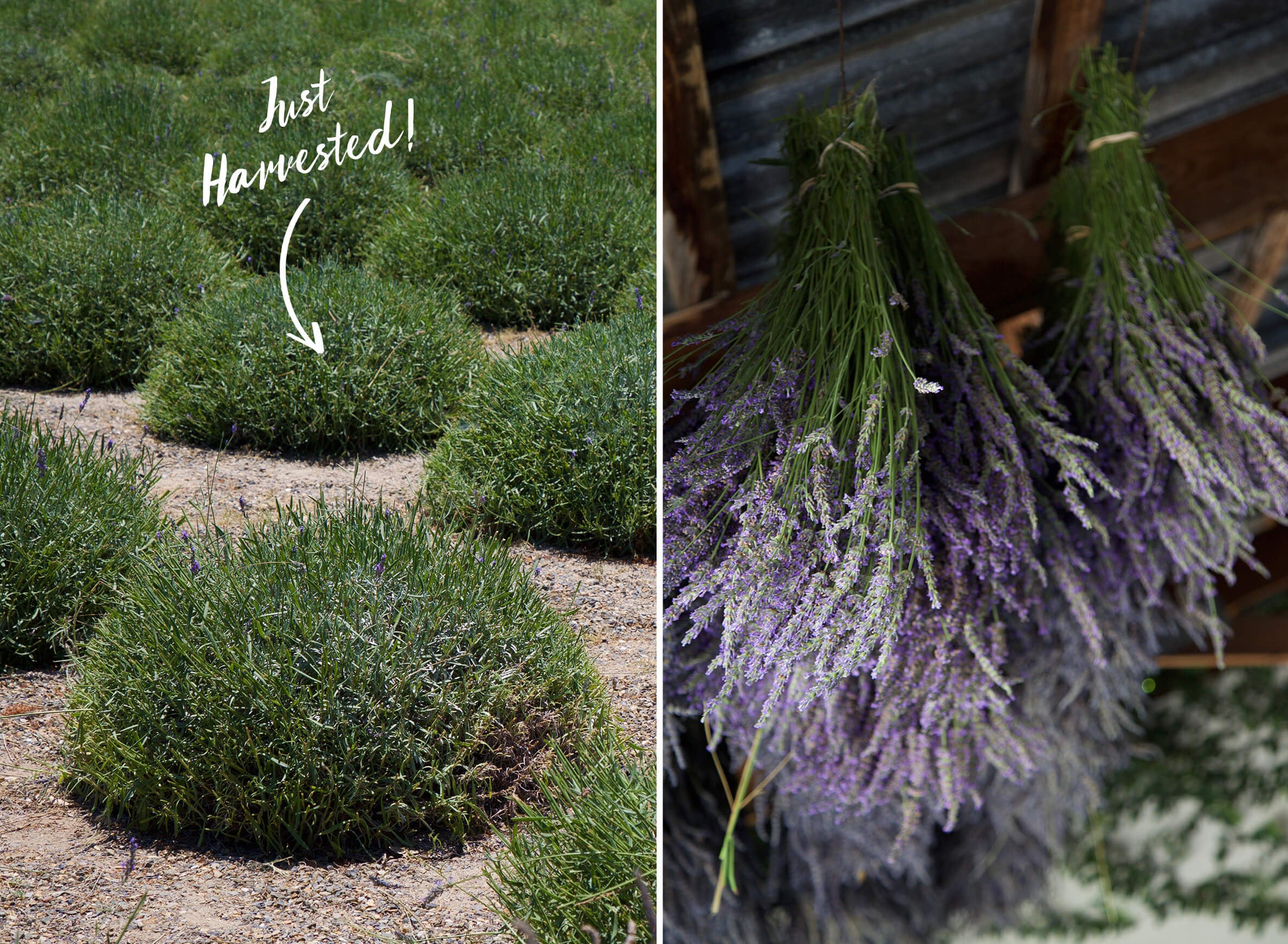 lavender harvest