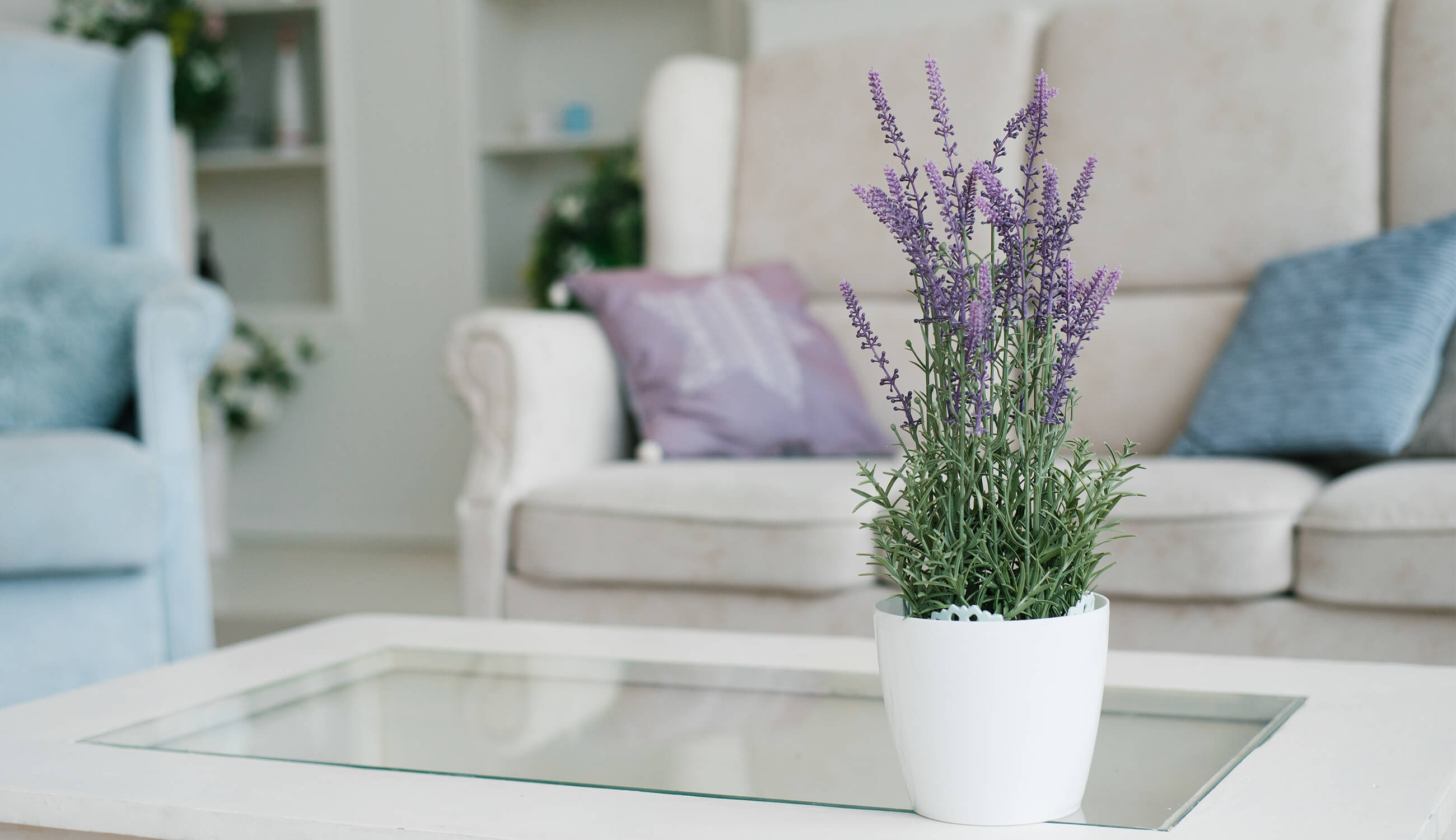 Lavender in the living room