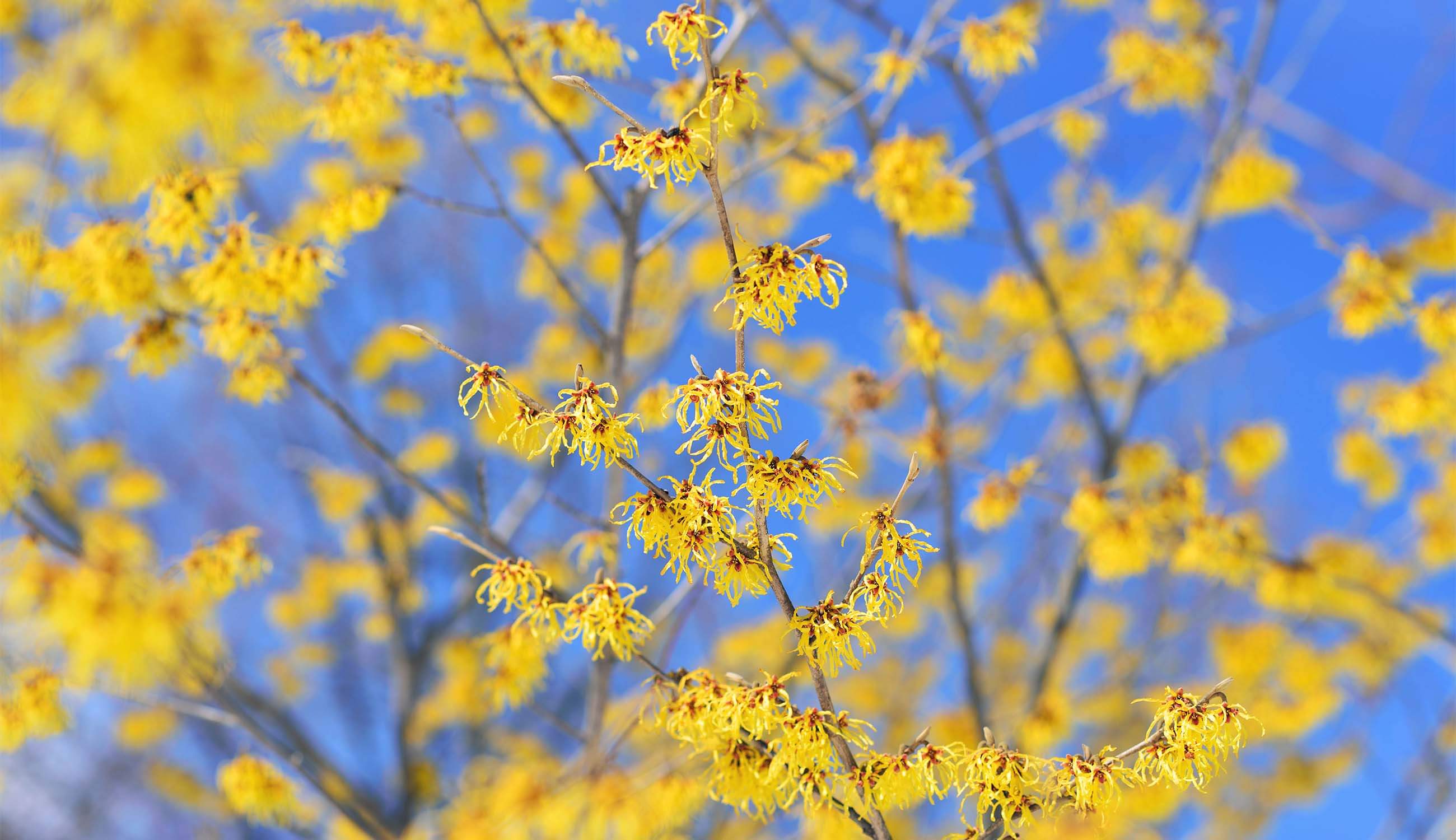 main_Witch Hazel plant.jpg