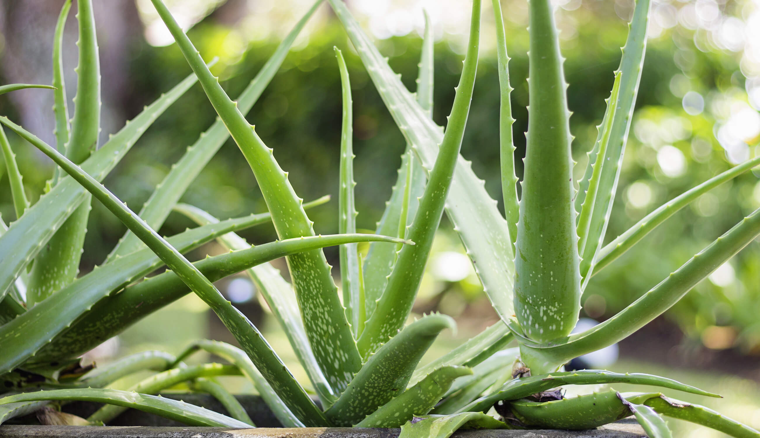 Main_Aloe Vera Plant.jpg