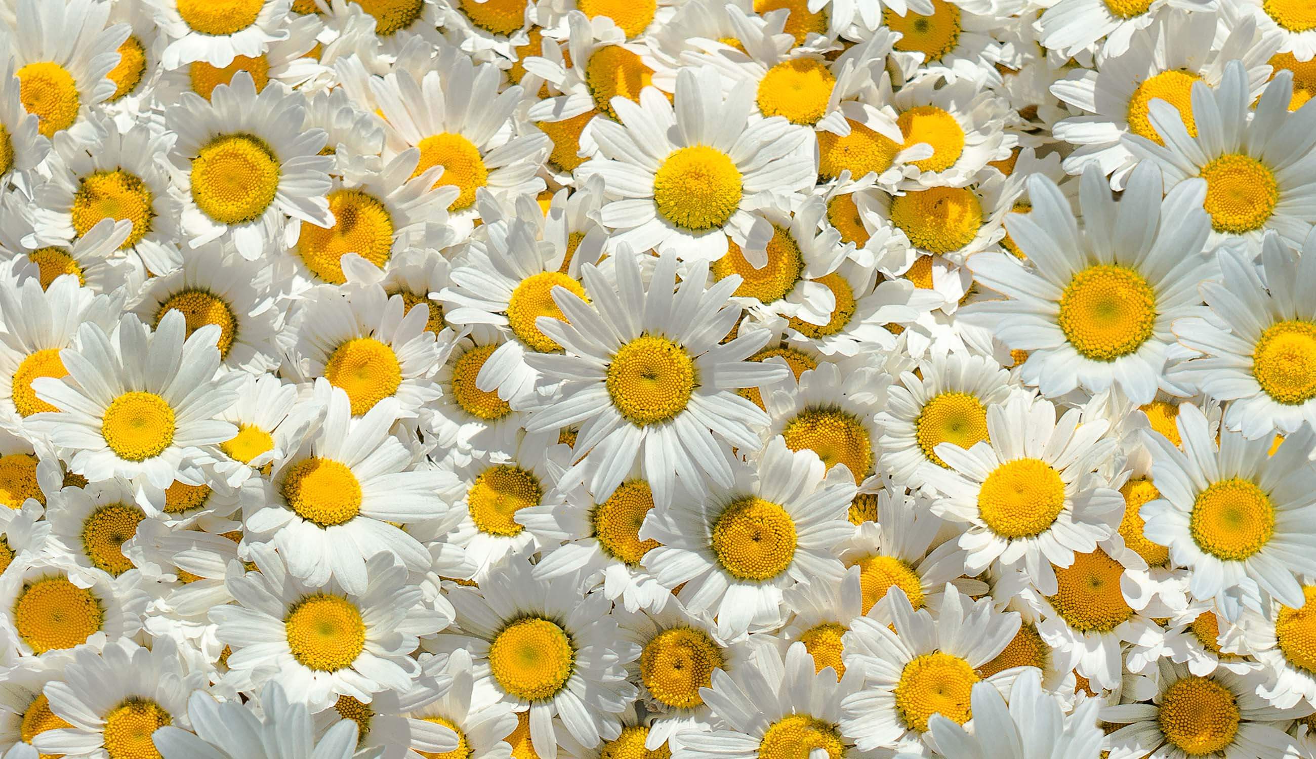 Main_chamomile flower.jpg