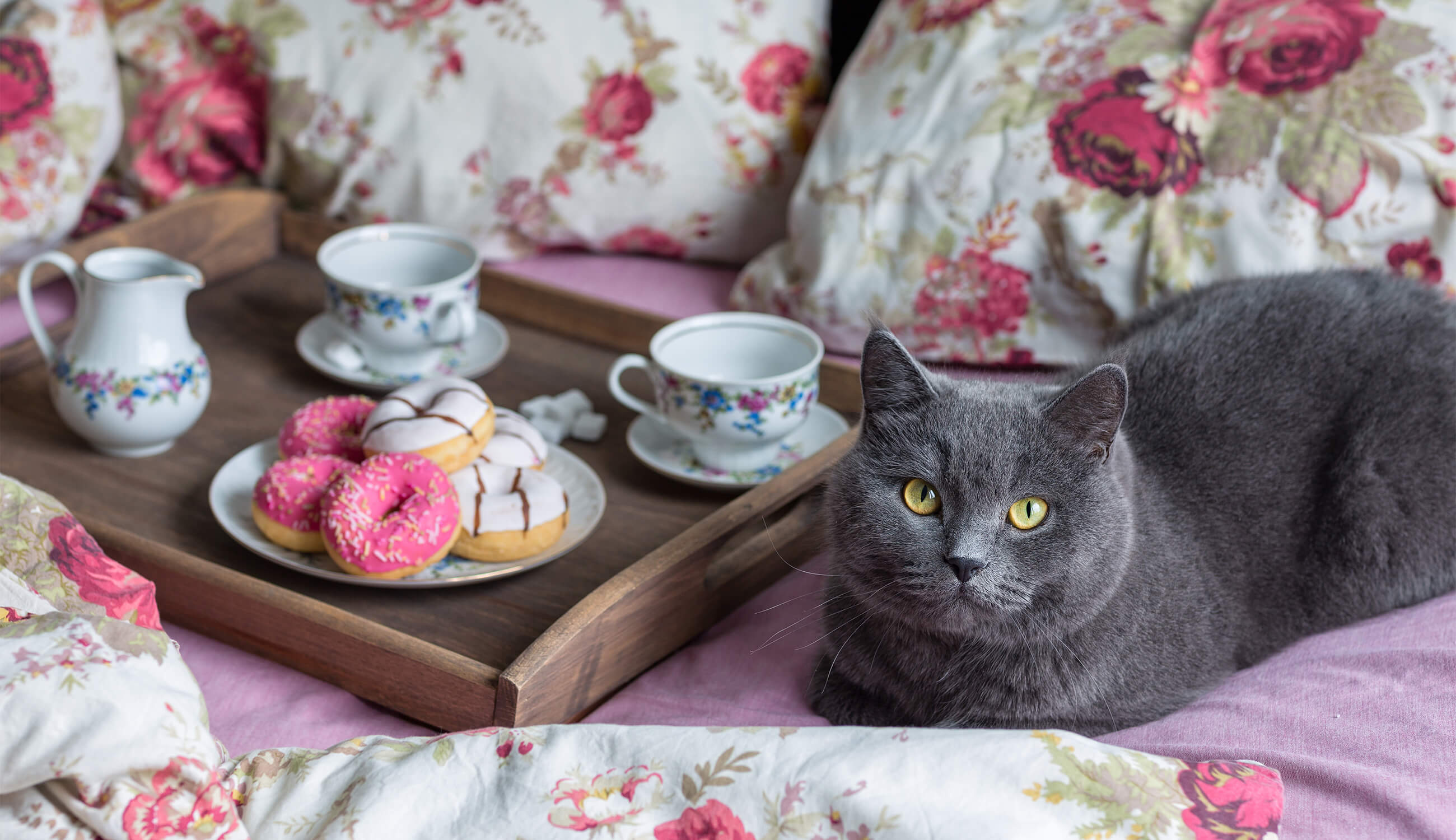 main_cozy bed w cat and tea.jpg