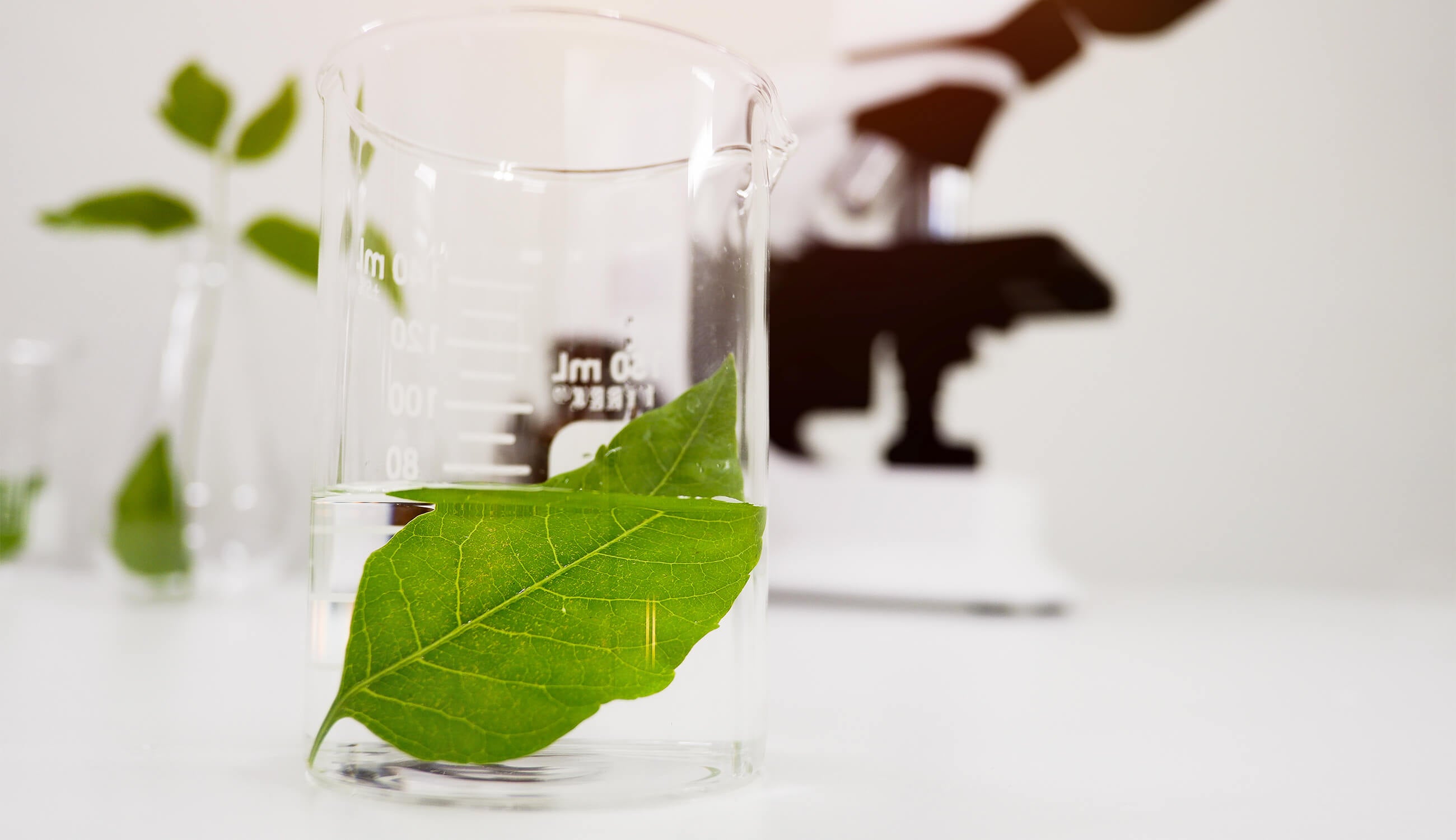 Main_green leaf in lab glass.jpg