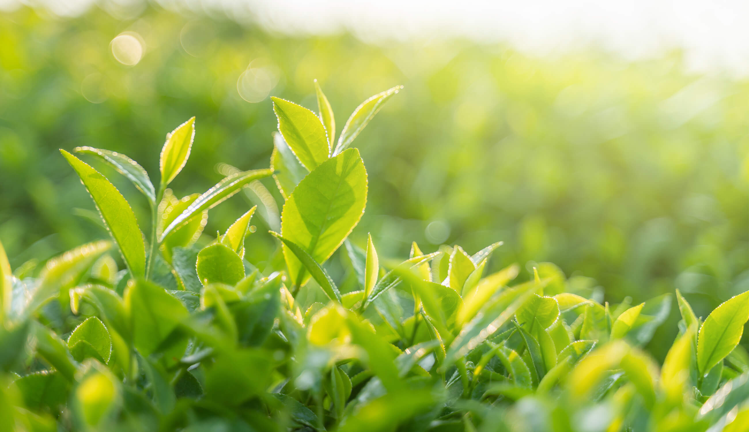 Sunny green tea