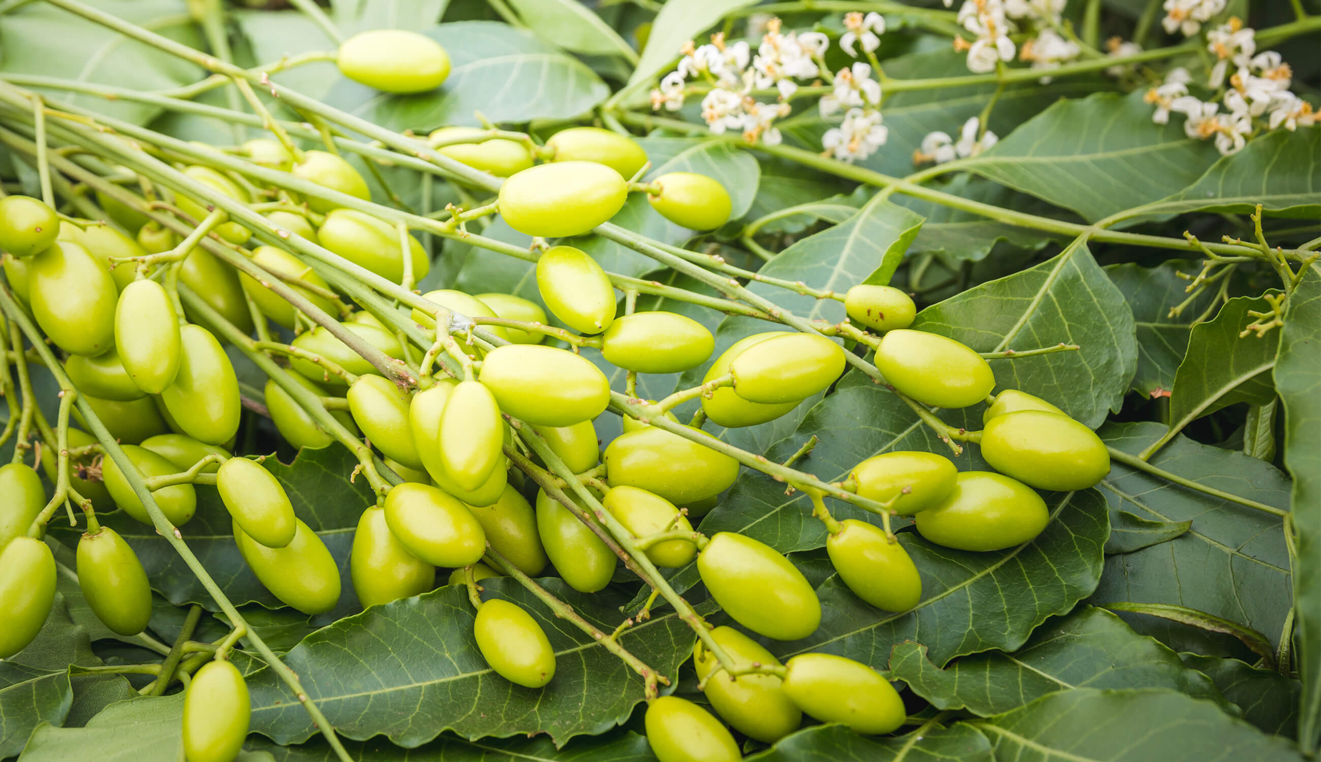 Neem - ingredient used with tea tree to combat acne