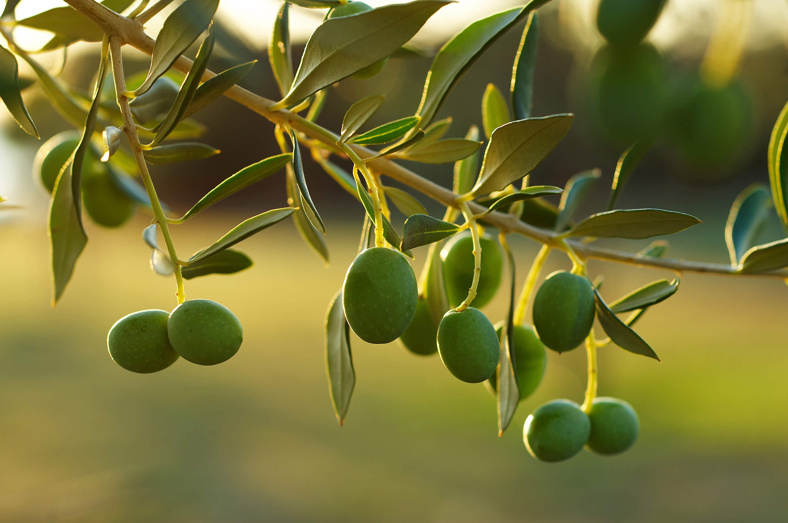 olives